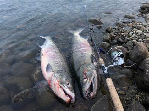 Fraser River Fishing Holidays - Silversides Fishing