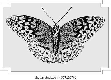 Butterfly Hand Drawingvector Stock Vector Royalty Free 88259797