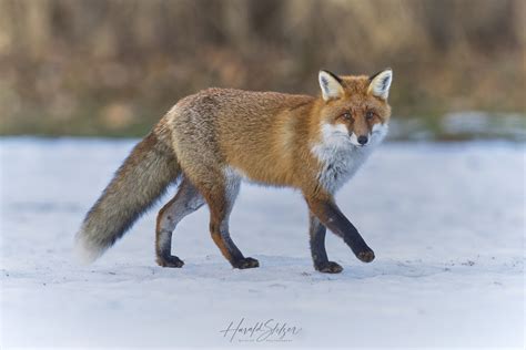 Fuchs im Schnee Foto & Bild | tiere, wildlife, säugetiere Bilder auf fotocommunity