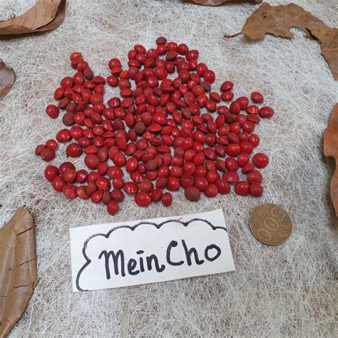 (20 biji) Kerajinan Kolase Biji Saga Merah Hitam Saga Telik Jali Barley ...