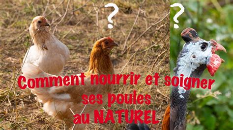 Comment Nourrir Et Soigner Ses Poules Au NATUREL YouTube