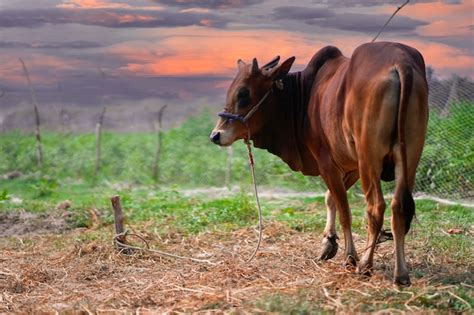 Premium Photo | A cow stands in a field with a sunset in the background.