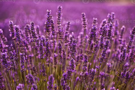 closeup purple lavender field 10371734 Stock Photo at Vecteezy