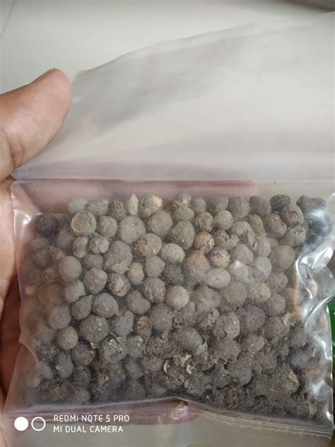 Hybrid Green Kantola Seeds, Packaging Type: Plastic, Rs 10000 /kg | ID ...