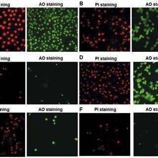 Survival Rate Of SGC7901 Cells Treated With Salinomycin And 17AAG To