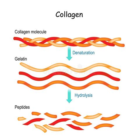 Collagen Hydrolysis And Denaturation Stock Vector Illustration Of