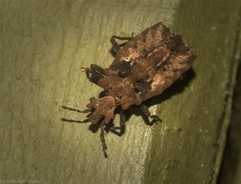 Genus Drakiessa · iNaturalist