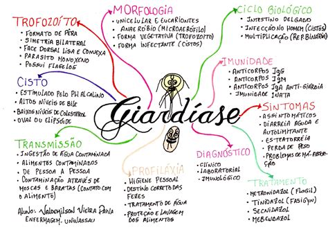 Giardiase Mapa Mental Parasitologia Humana The Best Porn Website