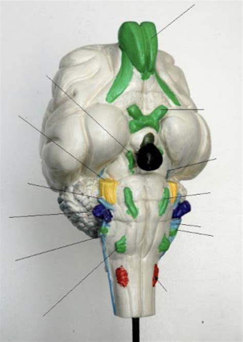 Sheep Brain Cranial Nerves Labeled Anatomy And Physiology Diagram