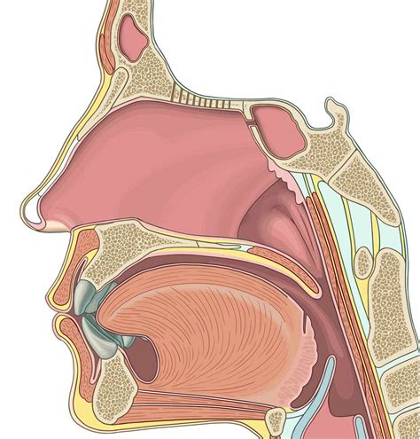 Nose Anatomy Activity Sheet Pdf