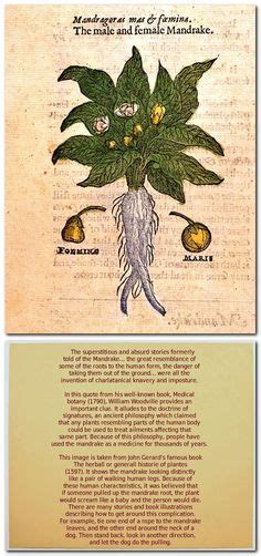 37 Best Mandrake Images Mandrake Root Herbalism Witch Herbs