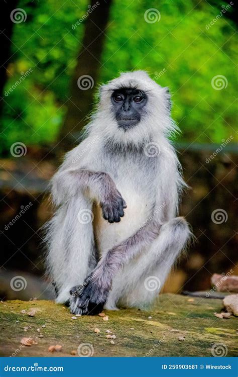 Vertical Close Up Shot Of A Gray Langur In The Forest Stock Image