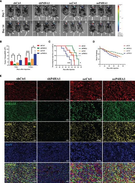 Frontiers P Ha Regulates Cd Via Col A In The Transition Of