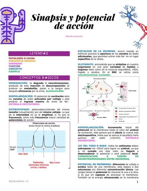 Sinapsis y potencial de acción Pinkyodonto