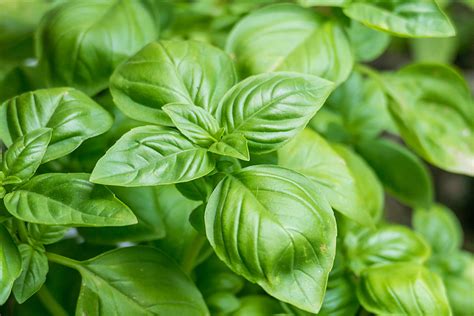 How To Grow Basil In Pots Clean Green Simple