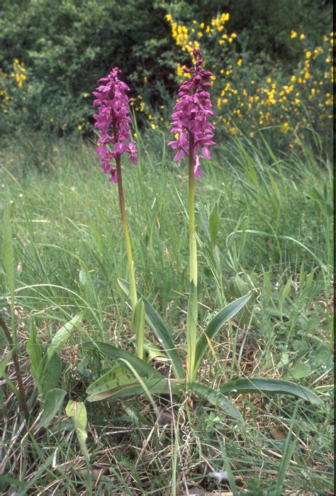 Orchis Mascula L