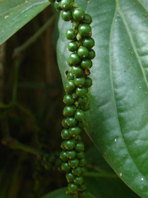 Como Plantar Pimenta do Reino Cultivo Cuidados e Benefícios