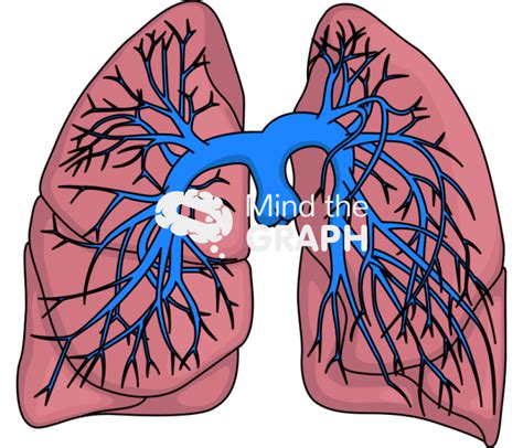 Pulmonary vasculature