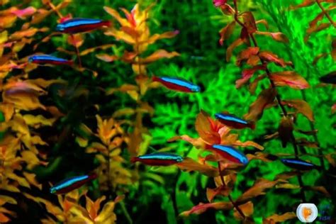 Does Neon Tetra Need Light At Night 8 Interesting Facts