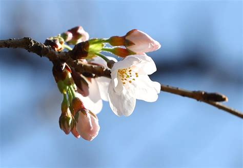 東京都心部で14日に桜開花 平年より12日早く Sankeibiz（サンケイビズ）：自分を磨く経済情報サイト