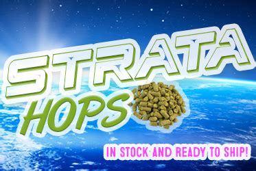 Announcing: Strata Hops at MoreBeer… The Next Amazing Aroma Hop | Homebrew Finds