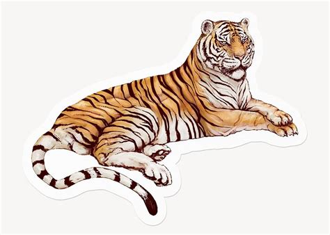 Lying Tiger Animal Drawing Illustration Premium Photo Rawpixel