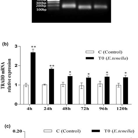 tradd expression   electrophoresis result  tradd fadd