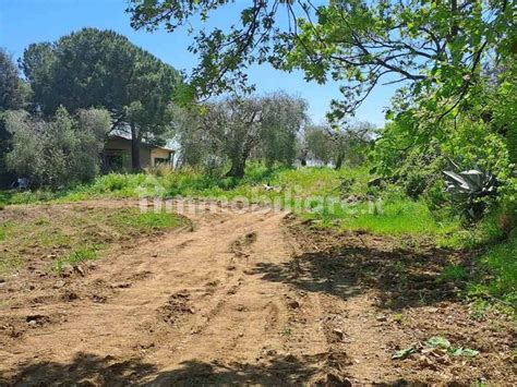 Vendita Rustico Magliano In Toscana Buono Stato M Rif