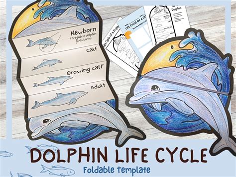 Foldable Dolphin Life Cycle Learning Activity for Kids A4 - Etsy Singapore