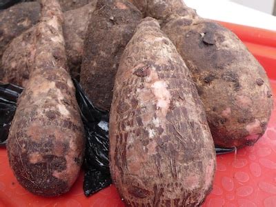 Food security concerns as cocoyam disappears in Arochukwu - EnviroNews - latest environment news ...