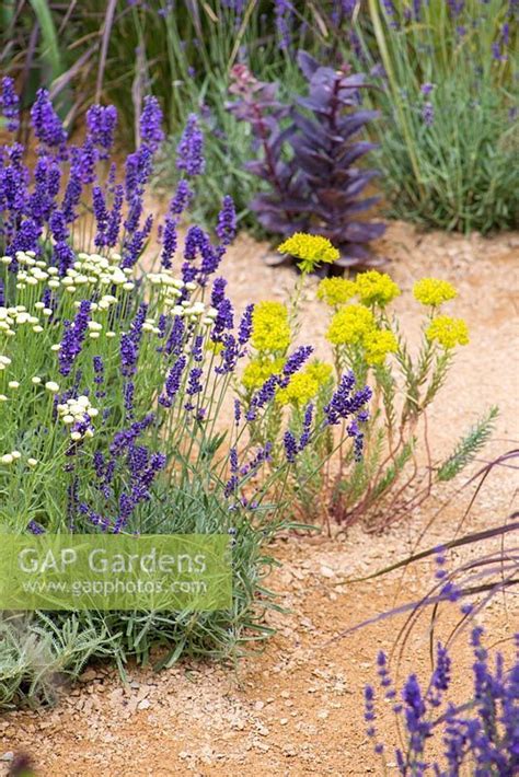 Border Planting Of Lavandula Angustifolia Hidcote Santolina Pinnata Subsp Neapolitana