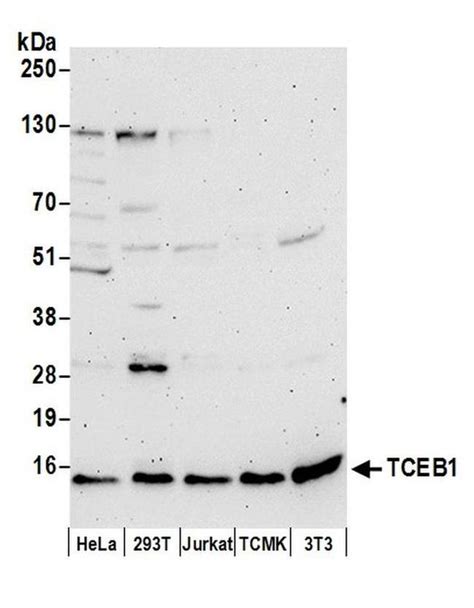 Tceb1 Polyclonal Antibody A304 787a T