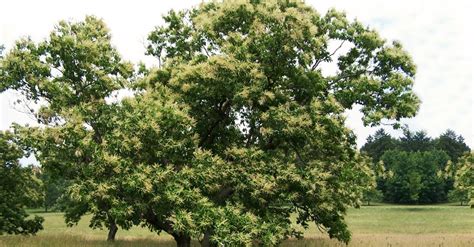 Restoring the American Chestnut Tree in Our Forests