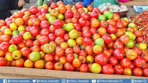 Tomat Bermanfaat Bagi Kesehatan Cegah Kanker Hingga Menjaga Kesehatan