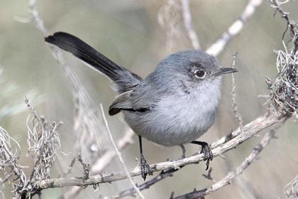 California Gnatcatcher Pictures and Photos - Photography - Bird ...