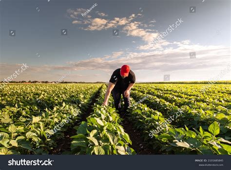 195 185 Soybean Images Stock Photos Vectors Shutterstock