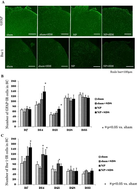 Immunohistochemical Analysis Of Gfap And Iba In The Sc In The Sc