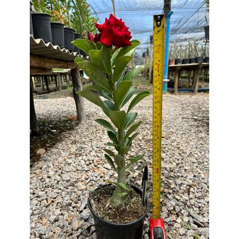 Muda de Flores Dobradas Multipétalas sortida de semente Rosa do Deserto