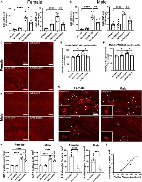 Frontiers Dual Specificity Protein Phosphatase 6 DUSP6