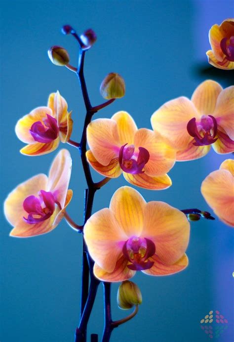 17 Best images about Orchids!! on Pinterest | Orchid types, Orchid plants and Purple orchids