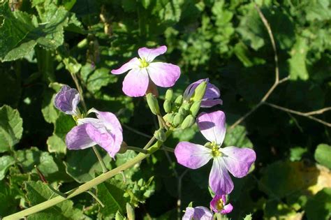 Plant of the Month - Wild radish