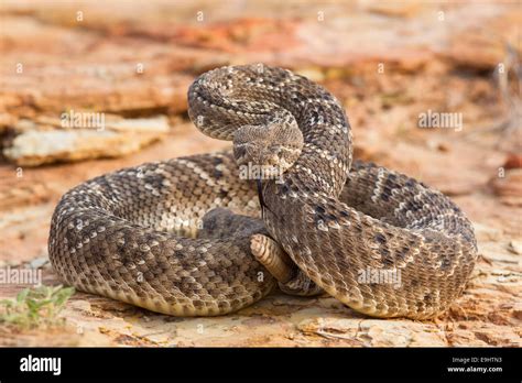 Rattlesnake in Texas Stock Photo - Alamy