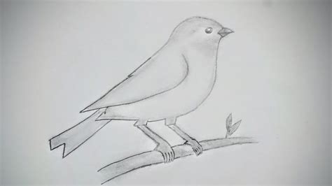 Simple Bird Drawing Easy Pencil Sketch And Shading Drawing YouTube