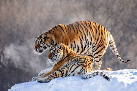 Le Tigre De Sib Rie Morphologie Habitat Alimentation