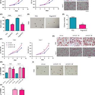 Kr Ppellike Factor Klf Inhibits Liver Cancer Cell Growth