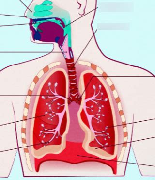 HBS 3 1 4 Respiratory System Diagram Diagram Quizlet