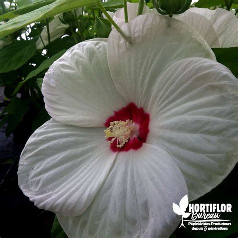 Hibiscus Moscheutos Luna White