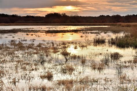 Marsh Wetland Sunset Free Photo On Pixabay Pixabay