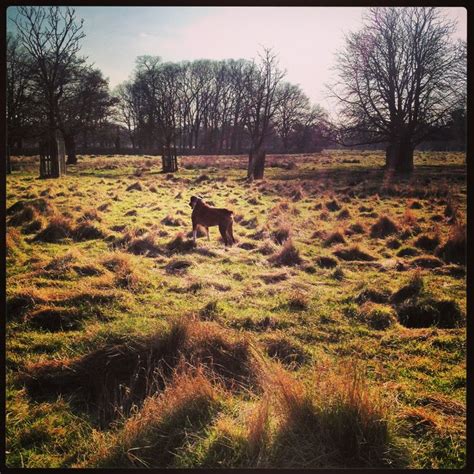 Bushypark Landscapephotography Instagram Exposuresbyck Landscape