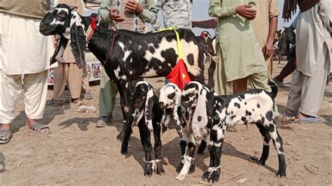 Bakra Mandi Sahiwal Betal Nagra Bacchon Wali Bakrinya Naveed Khan Goats